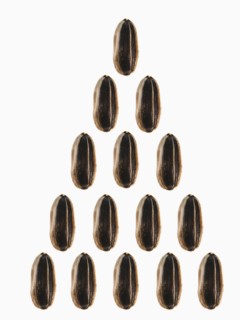 Studio shot of Sunflower Seeds on white background. Photo : David Arky