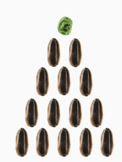 Studio shot of Sunflower Seeds and Pea Seed: Growth on white background. Photo : David Arky