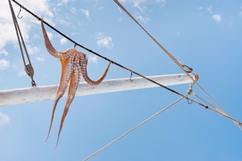 Greece, Cyclades Islands, Mykonos, Sun drying octopus on fishing boat.