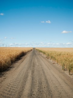 USA, Oregon, Wasco, Dirt road between wheat fields.