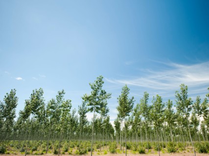 USA, Oregon, Boardman, Poplar trees. Photo: Erik Isakson