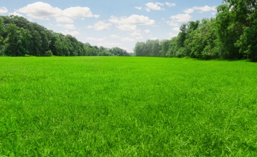 USA, Connecticut, Kent, green meadow. Photo: Tetra Images