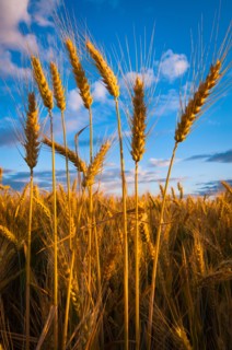 USA, Oregon, Marion County, Wheat field. Photo: Gary J Weathers
