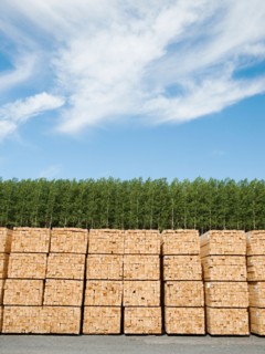 Orderly stacks of timber in timber plantation. Photo: Erik Isakson