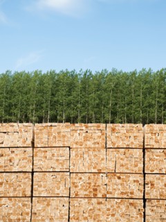 Orderly stack of timber in tree farm.