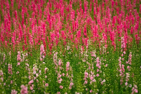 USA, Oregon, Larkspur flowers. Photo : Gary J Weathers