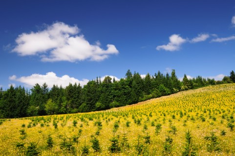 USA, Oregon, Marion County, Hill with yellow flowers. Photo: Gary J Weathers