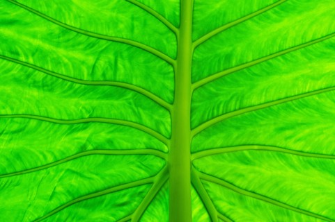 Green leaf, macro.
