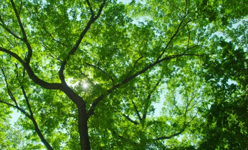 Green tree branches.