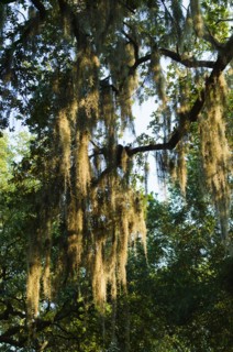 USA, Georgia, Savannah, Oak trees with spanish moss.
