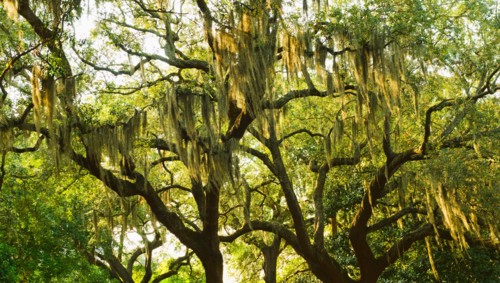 USA, Georgia, Savannah, Oak trees with spanish moss.