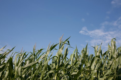 Cornfield. Photo : Winslow Productions