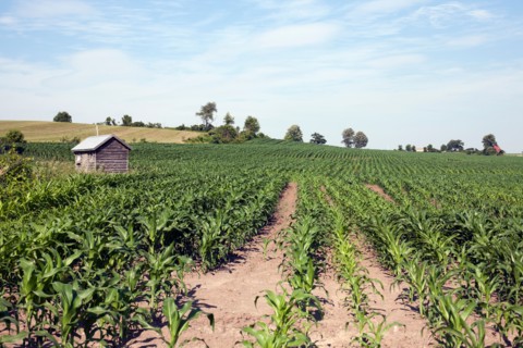 USA, New York State, corn farm. Photo : Winslow Productions