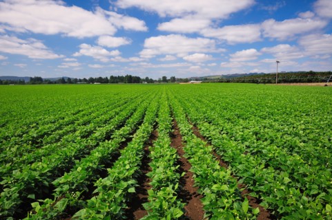 USA, Oregon, Marion County, Green bean field. Photo : Gary J Weathers