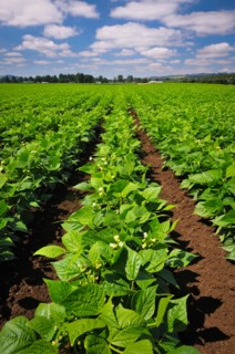 USA, Oregon, Marion County, Green bean field. Photo : Gary J Weathers