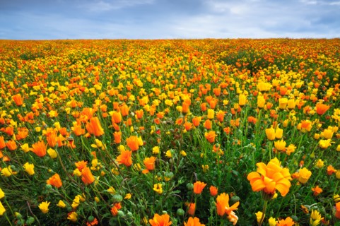 USA, Oregon, Marion County, Field of yellow and orange flowers. Photo: Gary J Weathers