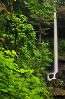USA, Oregon, Silver Falls State Park, North Falls. Photo : Gary J Weathers