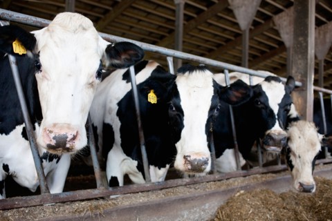 Cows in barn. Photo : Winslow Productions