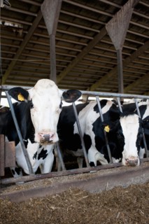 Cows in barn. Photo : Winslow Productions