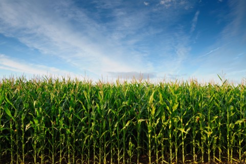 USA, Oregon, Marion County, Corn field. Photo : Gary J Weathers