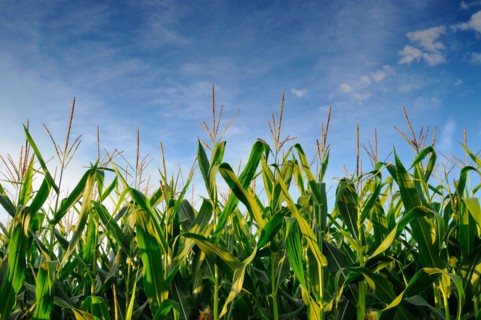 USA, Oregon, Marion County, Corn field. Photo : Gary J Weathers
