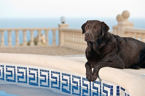 Chocolate Labrador by Pool. Photo : Justin Paget