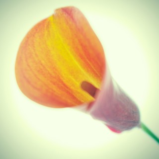 Studio shot of calla lilly.