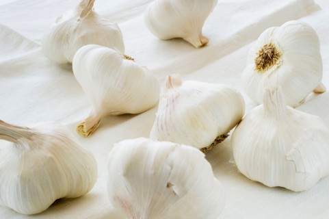 Studio shot of fresh garlic.