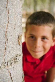 Boy (8-9) playing seekand hide between poplar trees in tree farm.