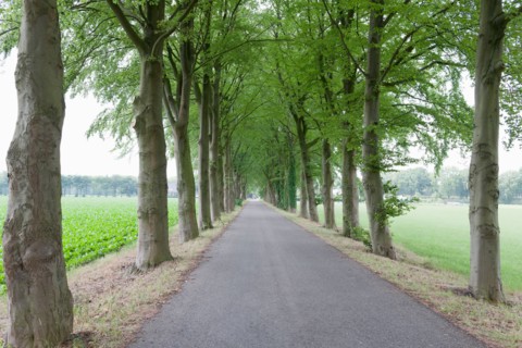 Netherlands, North-Brabant, Tilburg, Single lane road lined with trees. Photo: Jan Scherders