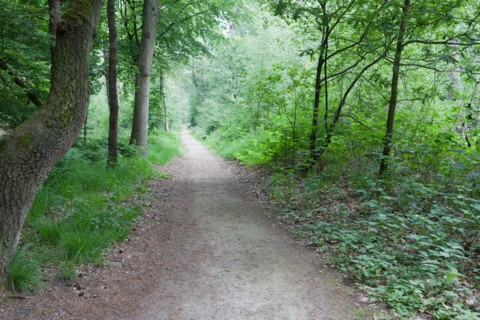 Netherlands, North-Brabant, Oisterwijk, Path in forest. Photo : Jan Scherders