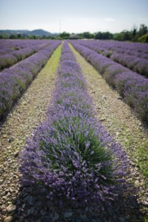 France, Drome, Piegros-la-Clastre, Lavender field. Photo : Jan Scherders