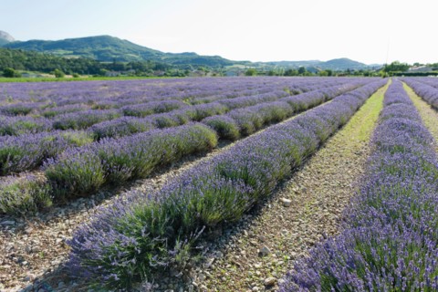 France, Drome, Piegros-la-Clastre, Lavender field. Photo : Jan Scherders