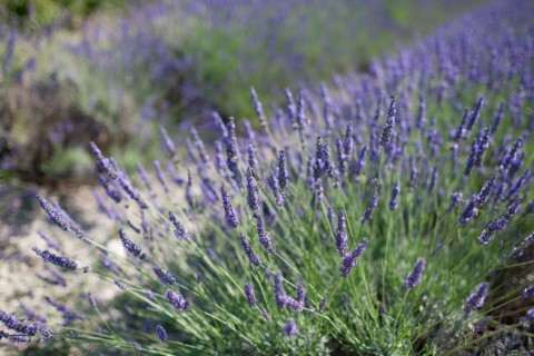 Close-up of lavender in field. Photo : Jan Scherders
