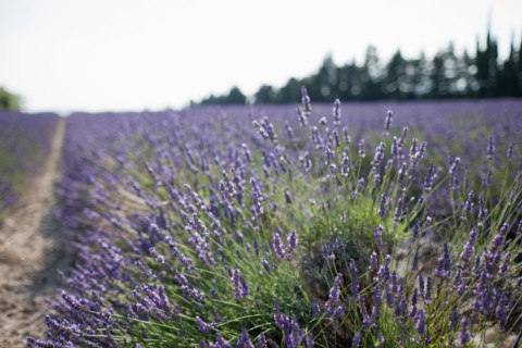 France, Drome, Grignan, Lavender in field. Photo : Jan Scherders