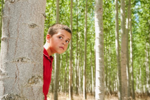 USA, Oregon, Boardman, Boy (8-9) playing seekand hide between poplar trees in tree farm.