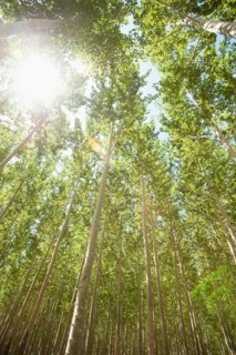 USA, Oregon, Boardman, Boplar trees in tree farm illuminated by bright sunshine. Photo: Erik