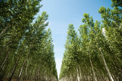 USA, Oregon, Boardman, Orderly rows of poplar trees in tree farm. Photo: Erik Isakson