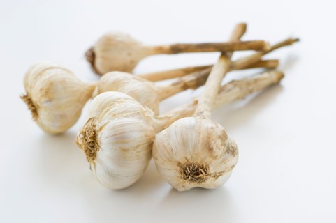 Studio shot of fresh garlic.