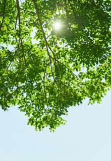 Sun lighting through tree.