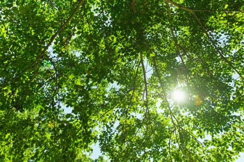 Sun lighting through tree.