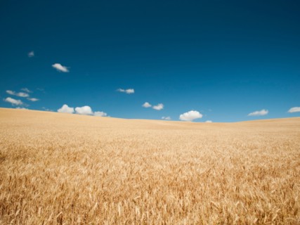 USA, Oregon, Wasco, Wheat field in bright sunshine under blue sky.