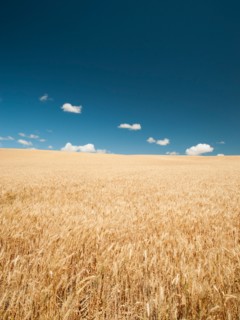 USA, Oregon, Wasco, Wheat field in bright sunshine under blue sky.