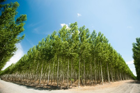 USA, Oregon, Boardman, Wide angle shot of poplar trees in tree farm. Photo: Erik Isakson