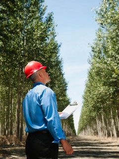 Engineer standing between orderly rows of poplar trees in tree farm.