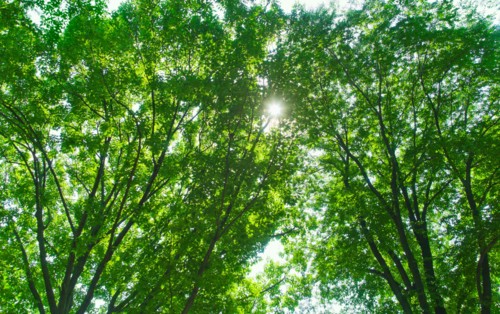 Green tree branches.