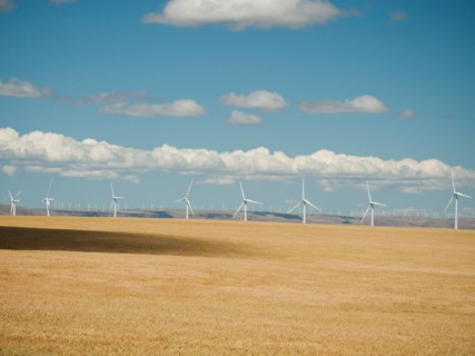 USA, Oregon, Wasco, Wheat field and wind farm in bright sunshine under blue sky.