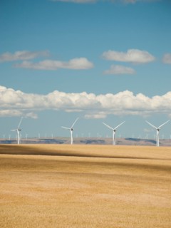 USA, Oregon, Wasco, Wheat field and wind farm in bright sunshine under blue sky.