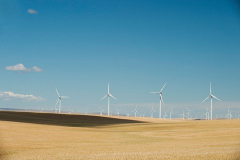 USA, Oregon, Wasco, Wheat field and wind farm in bright sunshine under blue sky.