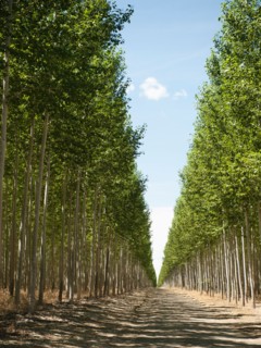 USA, Oregon, Boardman, Orderly rows of poplar trees in tree farm. Photo: Erik Isakson